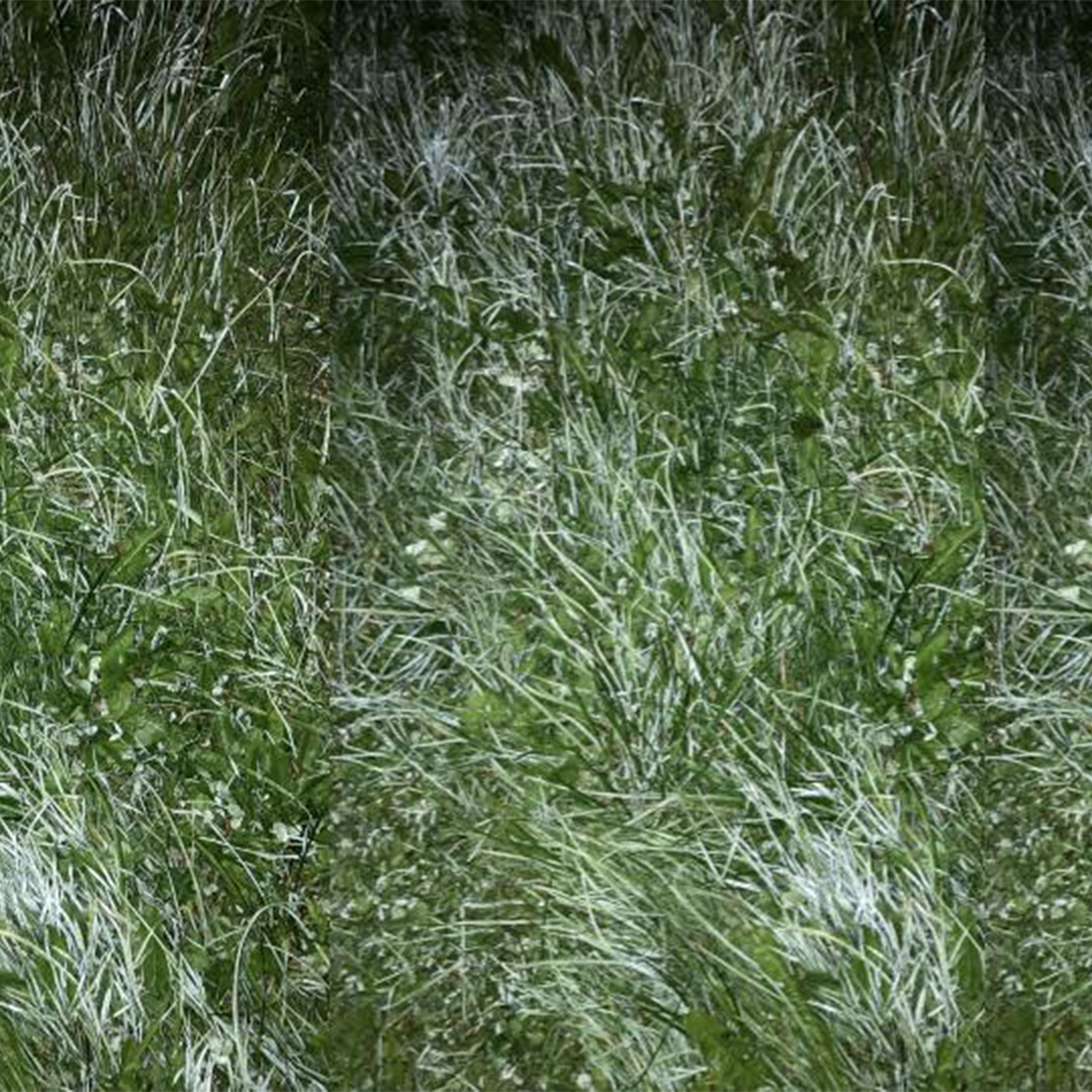 An image of green grass lit by cool light