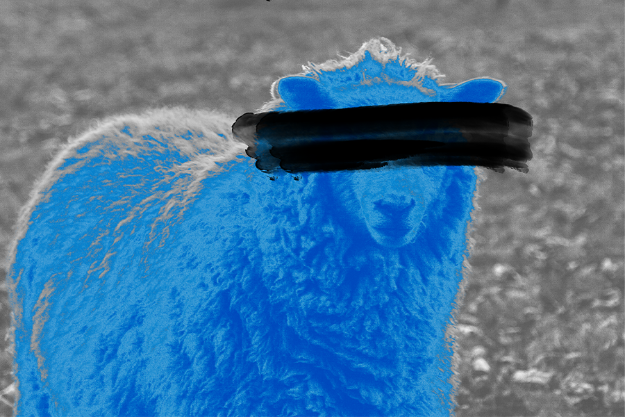 An image of a blue sheep in a field on a black and white backgroun with a black splash painted over its face